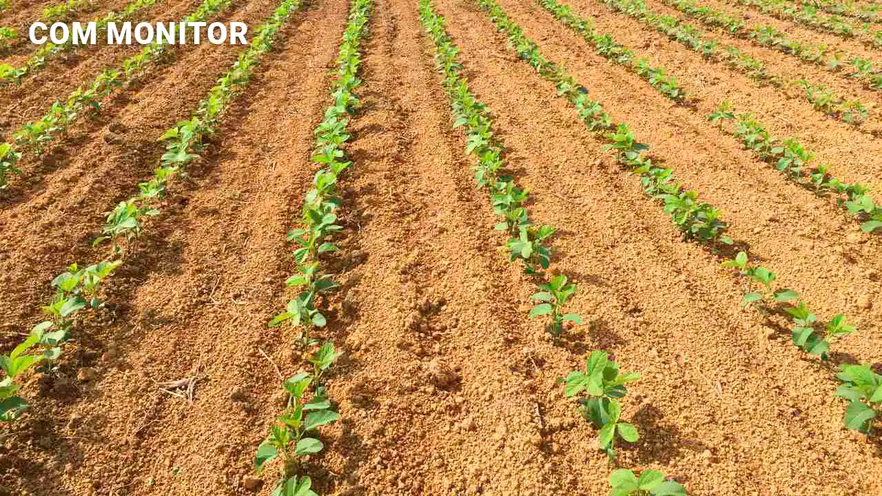 Com monitor de plantio